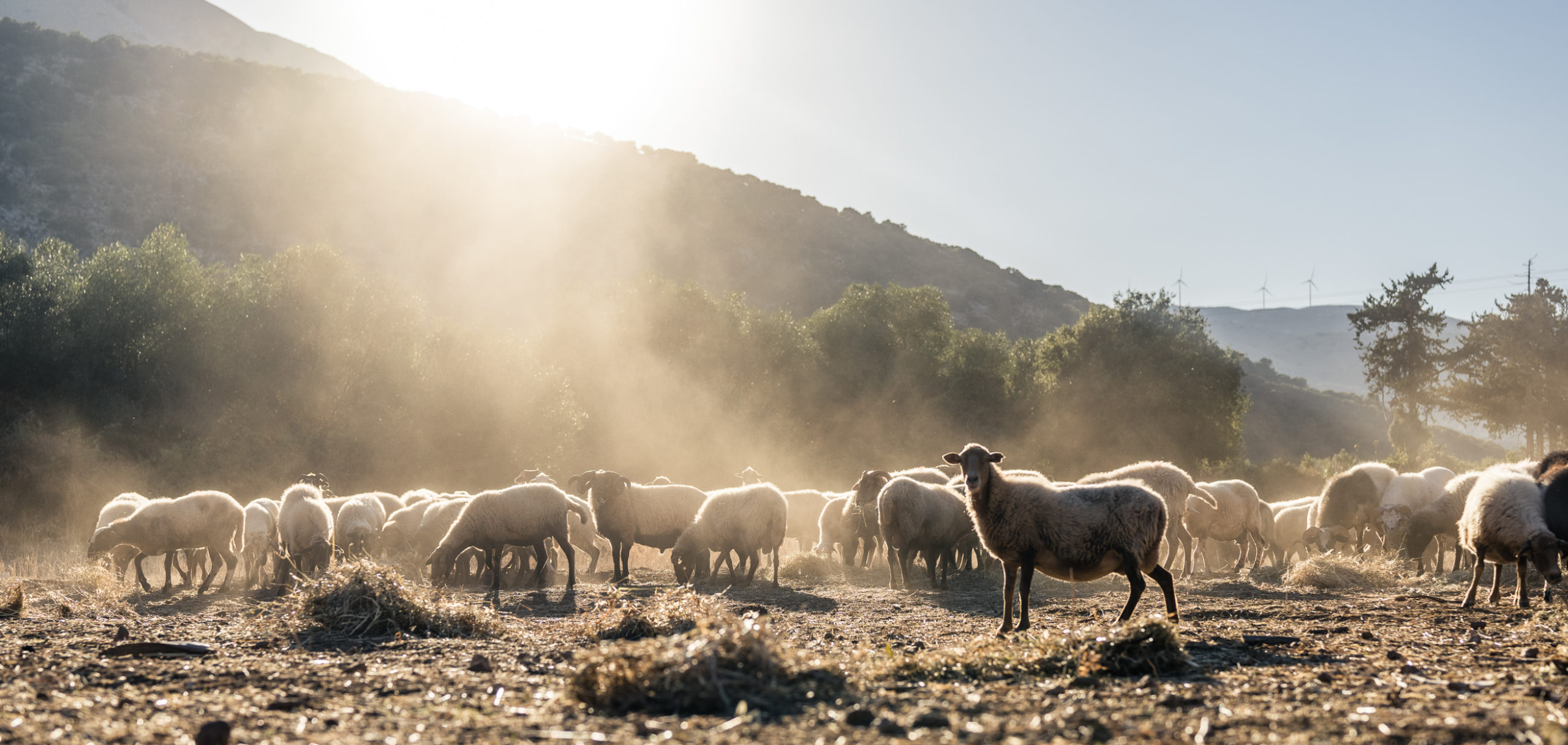 EIN TAG IM LEBEN VON – SCHÄFER – KIRIAKOS